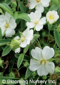 Potentilla alba                         